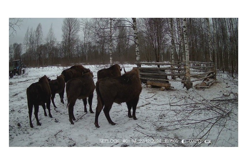 Что нового на фотоловушках?