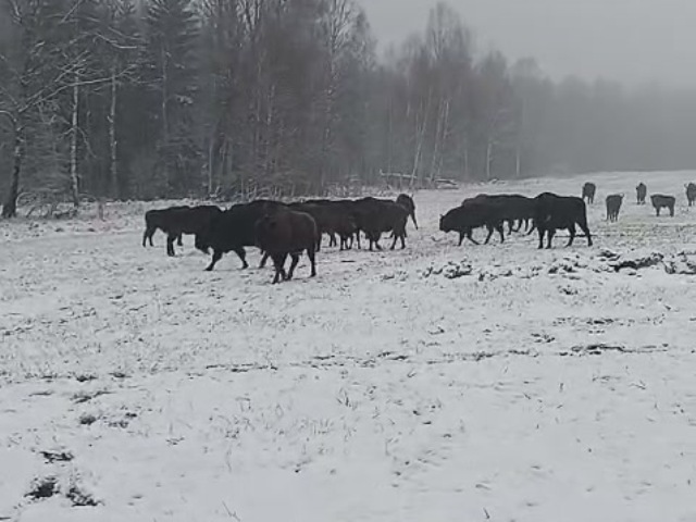 Южная группировка зубров на подкормочной площадке в ур. Раковка.
