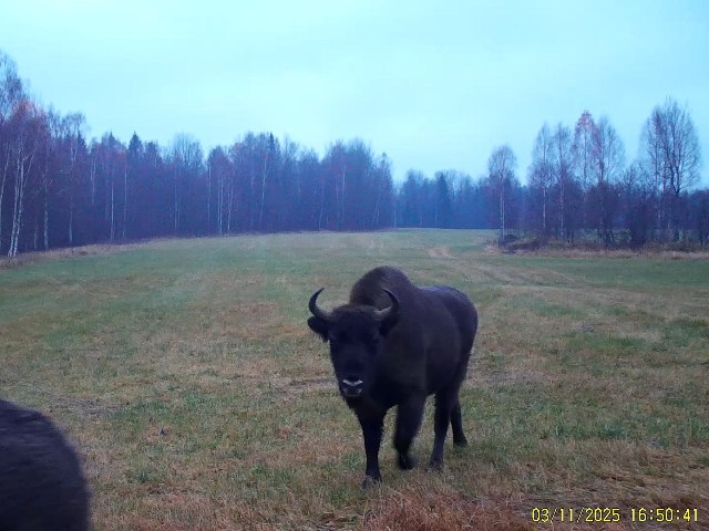 Стадо зубров (более 13 особей) из южной группировки на подкормочной площадке в ур. Раковка (в том числе молодняк - три зубрёнка резво бегали по полю). А ещё, ночью к площадке приходила лисица.