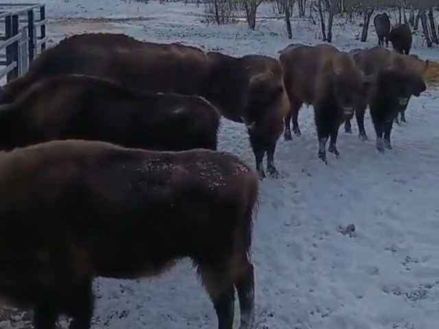 В ур. Раковка на подкормочную площадку пришло зубры, это связанос погодными условиями (похолодание, снег и метели).
