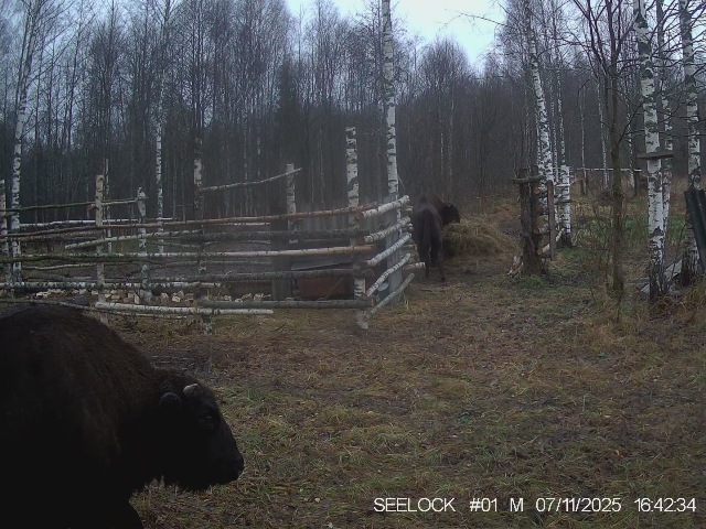 Зубры, центральная группировка, в ур. Шевелёво на подкормочной площадке. Фото с фотоловушек.