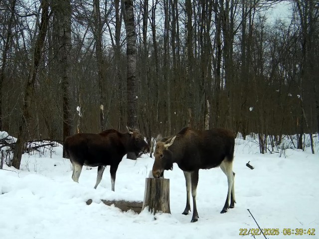 Работа фотоловушек на территории национального парка - лоси на солонцах.