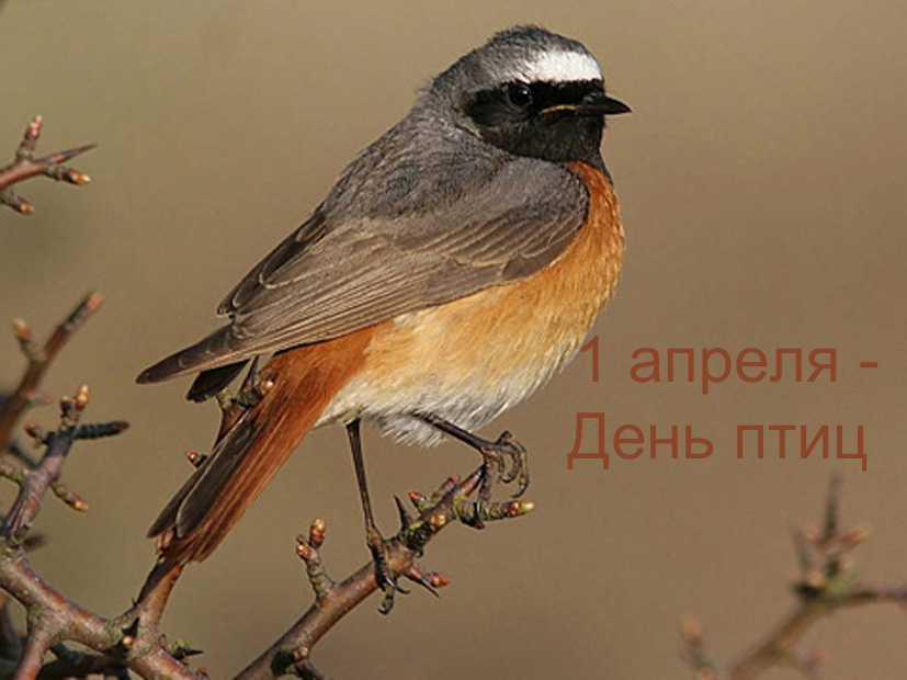 Праздник «Встреча пернатых друзей»