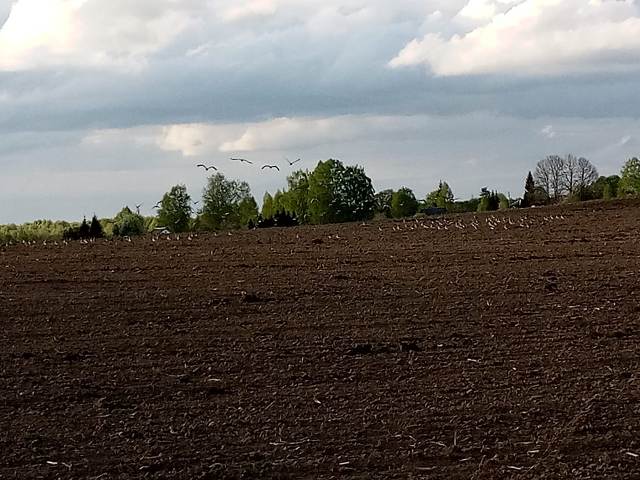 Более 100 гусей на поле около д. Буболево.