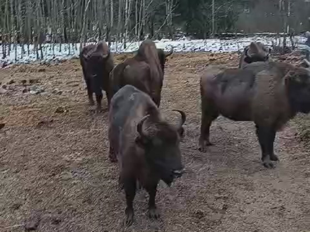Зубры на подкормочной площадке в ур. Раковка - в этот день пришло около 30 зубров.