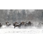 Вольные зубры прощаются с туристами до следующей зимы!
