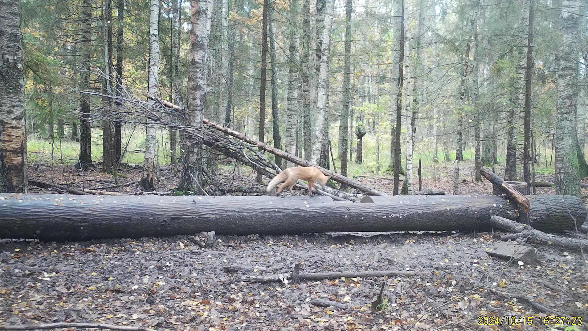 Работа фотоловушек на территории национального парка - лисица на солонце.