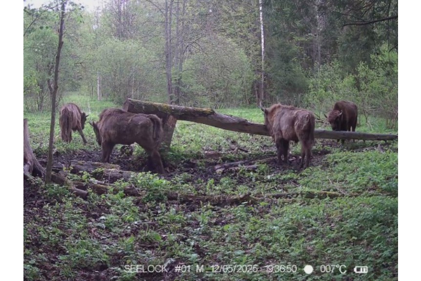 Зубры покинули ур. Шевелёво