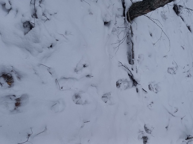 Расчистка маршрута "Вдоль линии фронта", от д. Праники до д. Синяки от ветровальных деревьев.