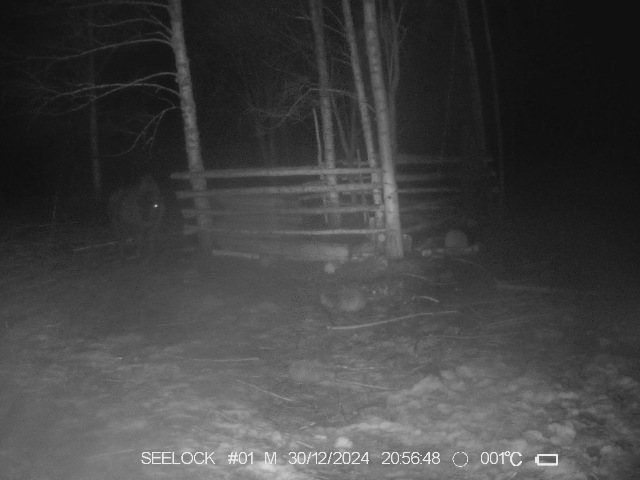 Работа фотоловушки на территории карантинного вольера в ур. Шевелёво, Гласковская лесная дача - жизнь 6 зубров.