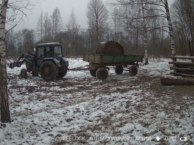 Работа фотоловушки на территории карантинного вольера в ур. Шевелёво, Гласковская лесная дача в период с 8 по 15 февраля 2025 года - зубры (стадо из 6 голов)