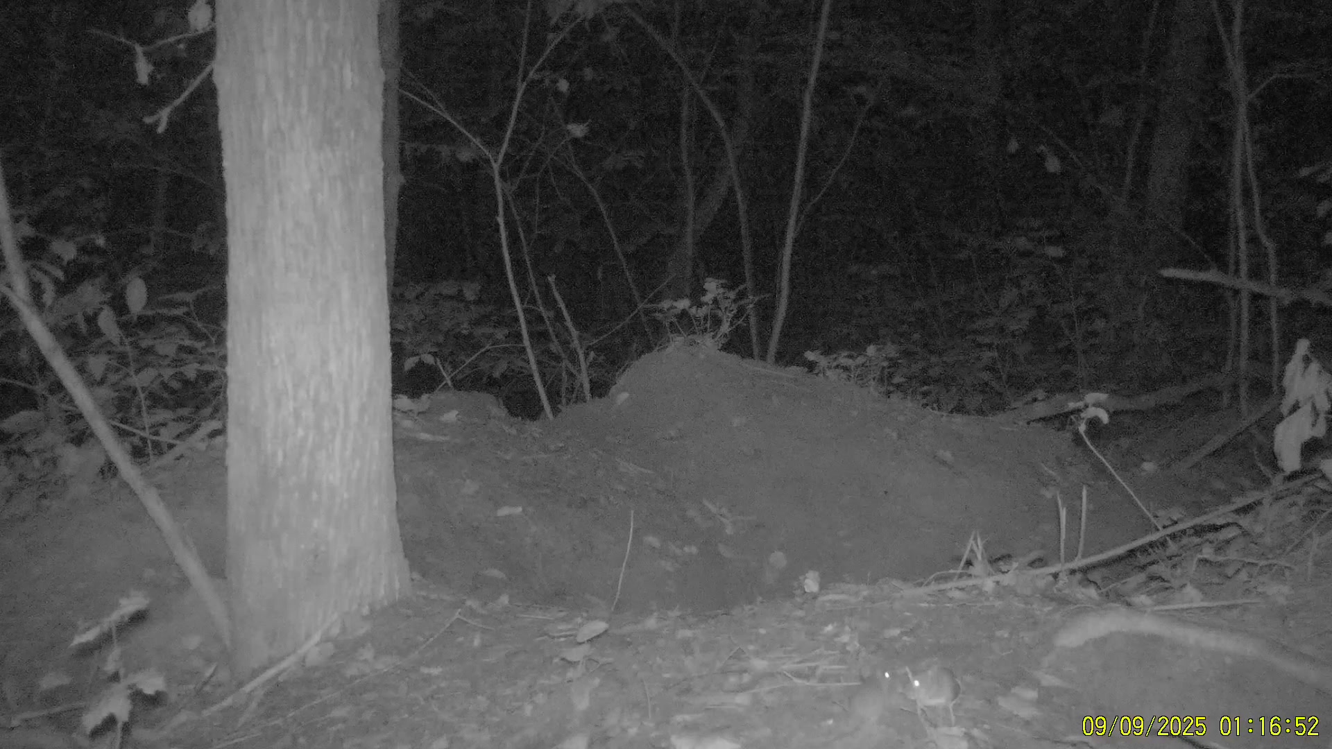 Работа фотоловушек на территории национального парка - около норы - пара барсуков и пара мышей.