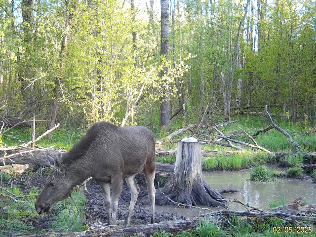 Работа фотоловушек на территории национального парка - самка лося и самка косули (на фото видно, что у косули линька).