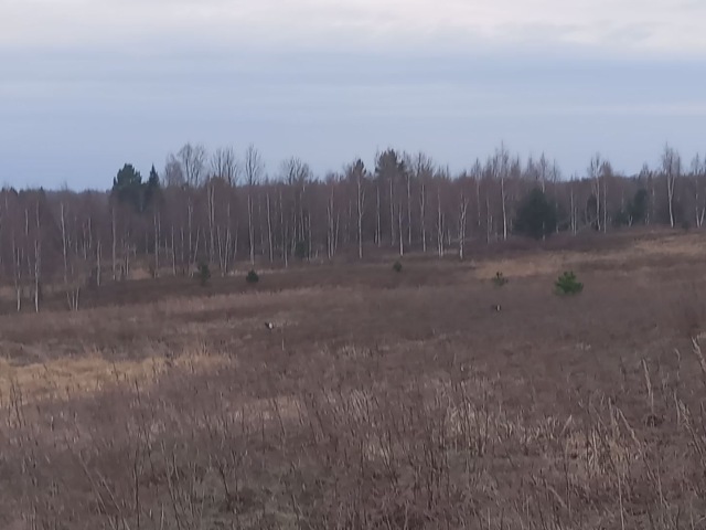 Проведение учёта тетеревиных птиц на токах - тетерева 10 самцов, 4 из них "дрались", двое прилетели и сели на берёзу, один сидел на сосне и трое "караулили" по краям тока.