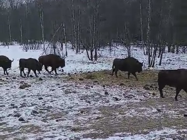 Зубры на подкормочной площадке в ур. Раковка - в этот день пришло 5 зубров.