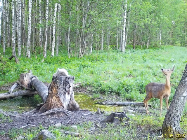 Работа фотоловушек на территории национального парка - косуля самка и самец, заяц и два самца лося на солонцах.