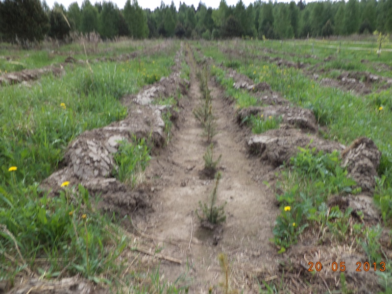 Посадка лесных культур