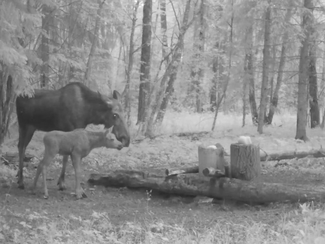 Самка лося с телёнком и олени приходили на солонец (фото с фотоловушек), территория национального парка.