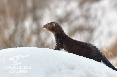 Норка американская. Декабрь 2023. Фото: Г. Дубино