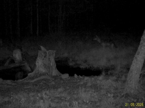 Работа фотоловушек на территории национального парка - волк и самка косули, лось самка и два телёнка 2025 года рождения, лось самец и стадо зубров из центральной группировки (6 особей).