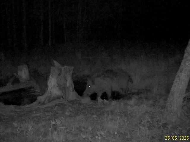 Работа фотоловушек на территории национального парка - кабан и медведь, лось