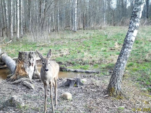 Работа фотоловушек на территории национального парка - косуля самка.