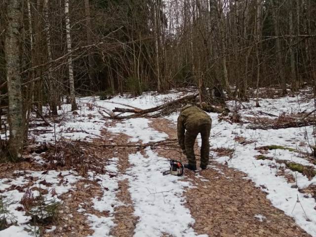 Расчистка от ветровалов и буреломов южной стороны оз. Сапшо.