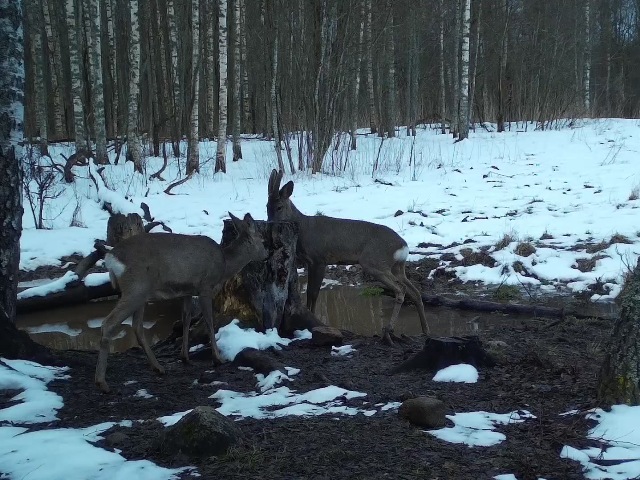 Работа фотоловушек на территории национального парка - самка и самец косули на солонцах. На фотоловушку около норы барсука попались лисица и енотовидная собака.