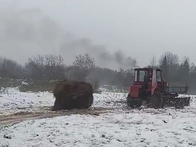 Зубры на подкормочной площадке в ур. Раковка. Подвоз сена на тракторе и расчистка снега внутри подкормочной площадки.