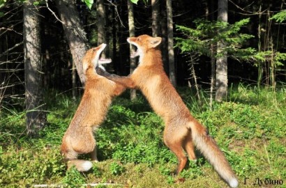 Photo 426