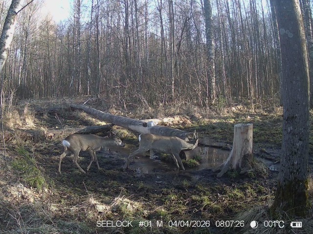 Работа фотоловушек на территории национального парка - косуля, самец, на солонце.