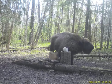 Зубры на солонце и редкие кадры барсука на солонце (фото с фотоловушки), территория НП.