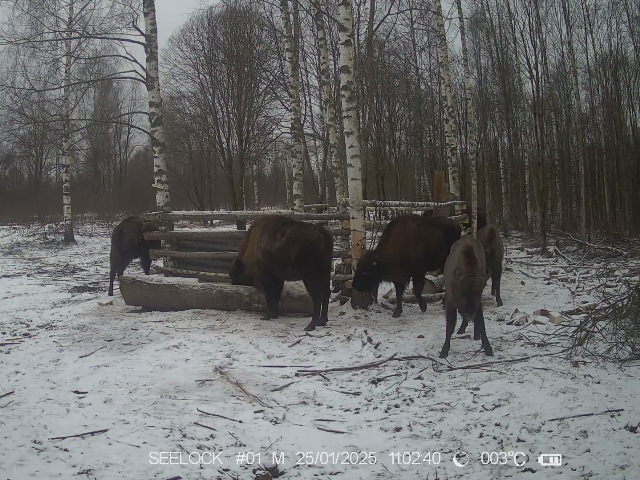 Работа фотоловушки на территории карантинного вольера в ур. Шевелёво, Гласковская лесная дача в период с 11 по 25 января 2025 года - зубры (стадо из 6 голов) и енотовидная собака; подвоз сена на подкормочную площадку для зубров..