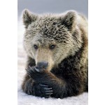 13 декабря в России отмечается День медведя.