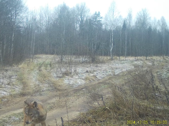 Работа фотоловушек на территории национального парка - на одной из дорог национального парка - зубр, волк (одиночка, стая из трёх волков) и рысь.
