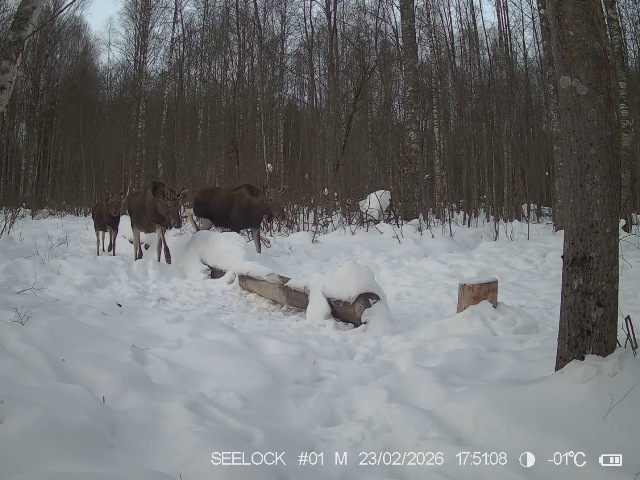 Работа фотоловушек на территории национального парка - лось самка и два телёнка на солонце.