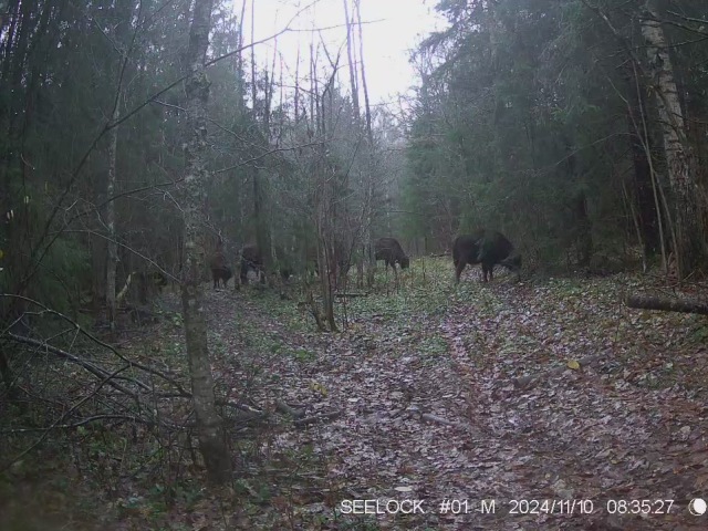 Работа фотоловушек на территории национального парка - зубр (стадо около 6 особей).