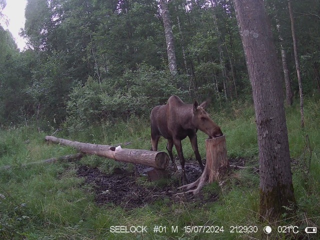 Самка лося на солонце национального парка, даже прилегла отдохнуть около солонца.