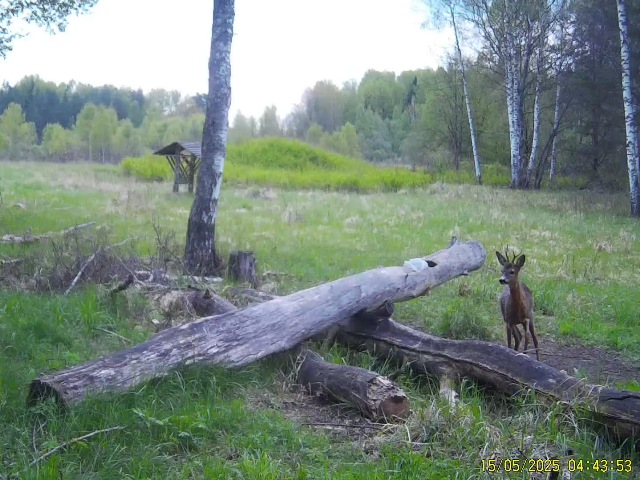 Работа фотоловушек на территории национального парка - косуля (самец), волк, пара лосей и к ним пришёл ещё один, но подпускать его они не хотели.