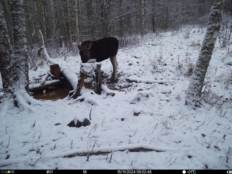 Работа фотоловушек на территории национального парка - лось самка и самец с самкой приходили на солонец.
