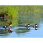 Отмечаем Всемирный день водно-болотных угодий