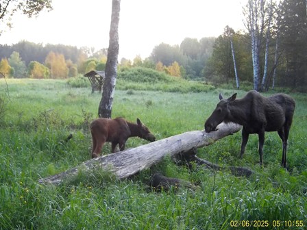Работа фотоловушек на территории национального парка - лосиха и лосёнок 2025 года рождения.