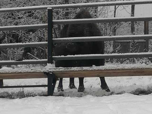 Зубры пришли на подкормочную площадку в ур. Раковка.