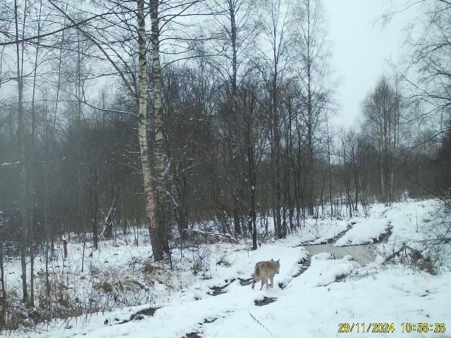 Работа фотоловушек на территории национального парка - волки.