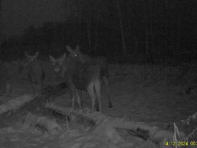 Работа фотоловушек на территории национального парка - лоси на солонце.