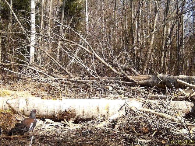 Работа фотоловушек на территории национального парка - глухарь токует на солонце; стадо зубров (4 особи) идут по лесной дороге.