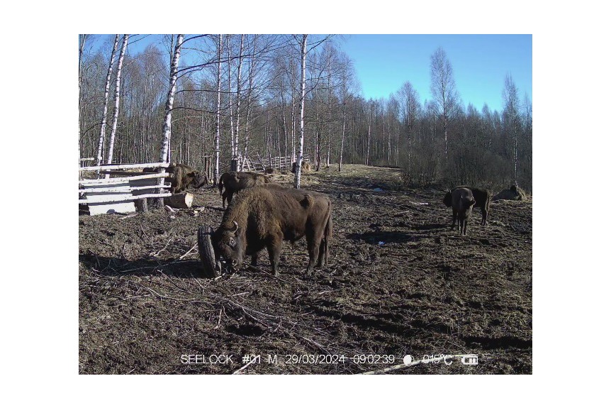 Карантинный вольер в ур. Шевелёво, Гласковская лесная дача.