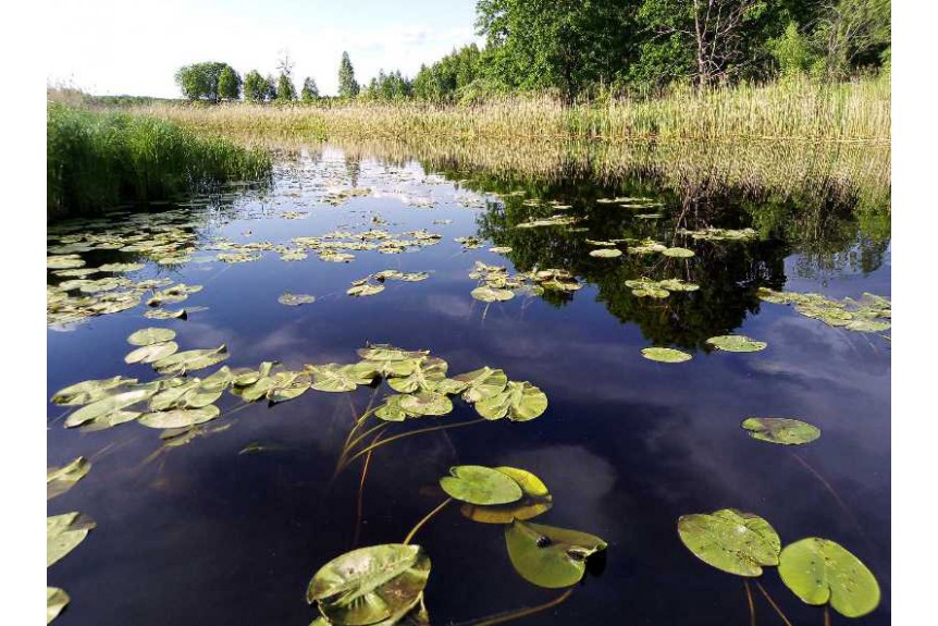 Водно-болотные угодья Поозерья – гордость Смоленщины!