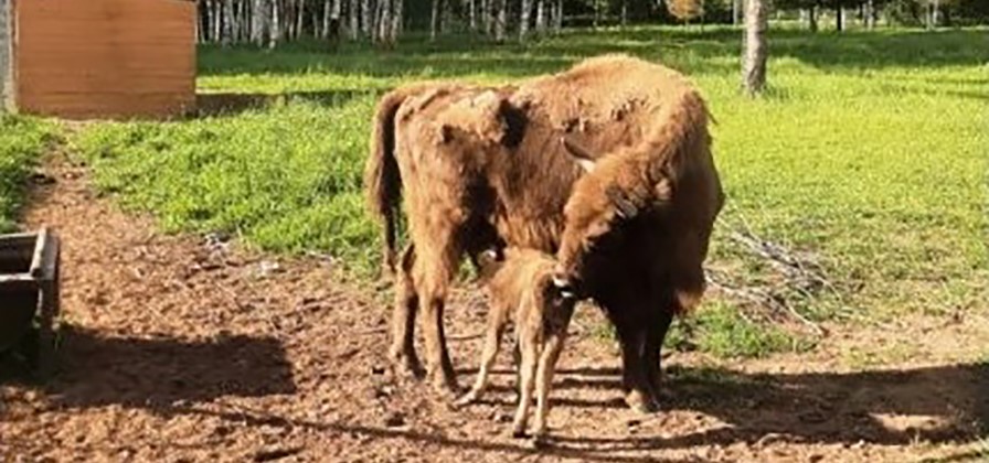 Подведены итоги областного конкурса на лучшую кличку зубрёнка!