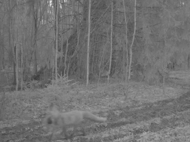Работа фотоловушек на территории национального парка - на одной из лесных дорог национального парка - барсук, стая волков из трёх особей, лиса что-то тащит в зубах, енотовидная собака.